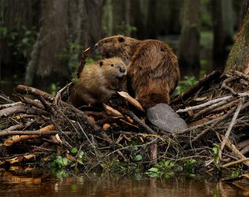 Un pescador fue asesinado por castores violentos