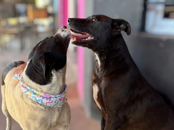 Una historia de amor: a una perrita le descubrieron un tumor, su amiga la cuida y buscan adopción