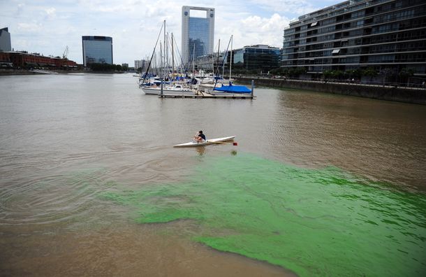 Descubren por qué el agua de Puerto Madero se tiñó de verde