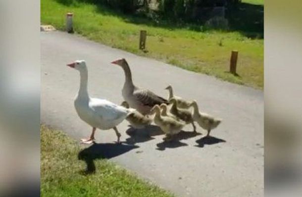 Polémica en otro barrio privado: ahora expulsan y encima faenan gansos silvestres