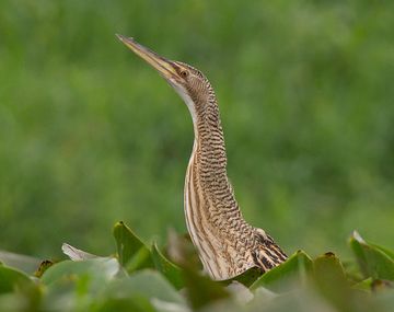 Sorpresa por la aparición de un extraño pájaro en Temperley