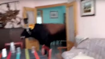 Un toro se metió en una casa durante una corrida Un toro se metió en una casa durante una corrida