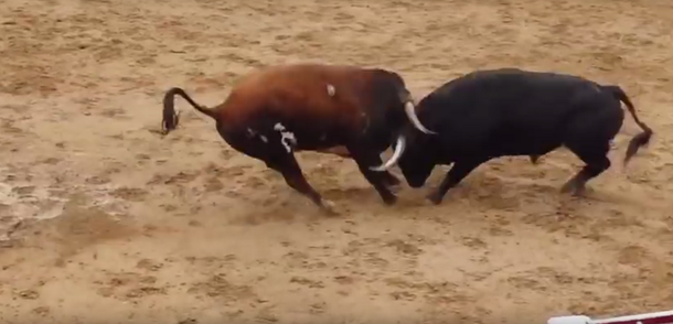 VIDEO: dos toros murieron en un tremendo choque de cabezas