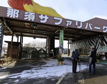 Japón: un tigre le arrancó la mano a su cuidadora en un zoológico