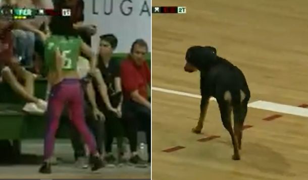 Inédito: suspendieron el partido dos veces por culpa de una hincha y un perro