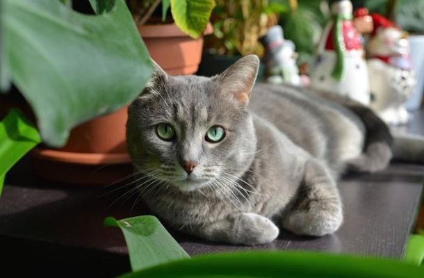 Cómo cuidar a tu mascota ante la ola de calor y las temperaturas extremas