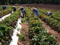 La sección Industria Manufacturera fue la de mayor incidencia en la variación de octubre. La sección Industria Manufacturera fue la de mayor incidencia en la variación de octubre.