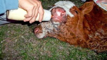 Vaca de dos cabezas Vaca de dos cabezas