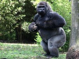 Murió un gorila cuando lo sedaron para trasladarlo de un zoológico a otro