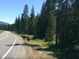 impactante: iba en su auto y filmo el brutal ataque de un oso a una vaca impactante: iba en su auto y filmo el brutal ataque de un oso a una vaca