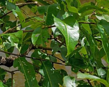 ¿Podés hallar la rana entre las hojas?