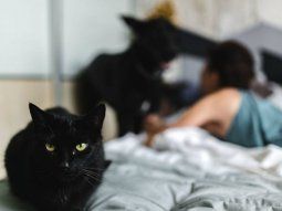 Perros y gatos también deberán aislarse si los dueños tienen viruela del mono