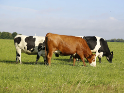 El precio de la leche proveniente de la región se encuentra en los 3.467 dólares por tonelada. (Foto: Freepik) El precio de la leche proveniente de la región se encuentra en los 3.467 dólares por tonelada. (Foto: Freepik)
