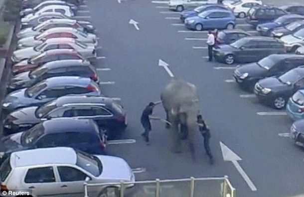 Elefante en estacionamiento