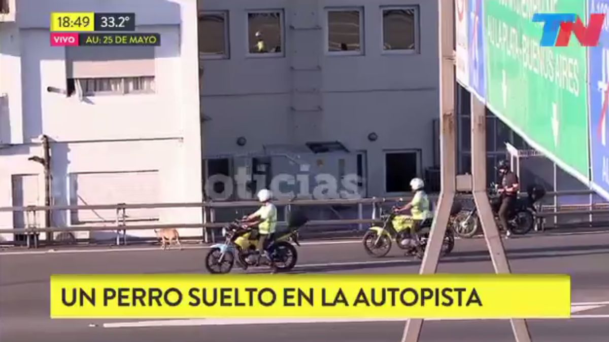VIDEO: El polémico comentario de un periodista por un perro en la autopista