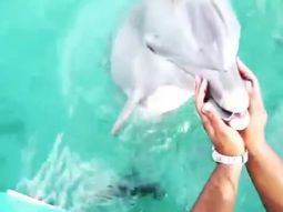 Se cayó el celular al mar y un delfín se lo devolvió