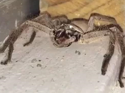 Captan a una araña del tamaño de un perro en la puerta de una casa