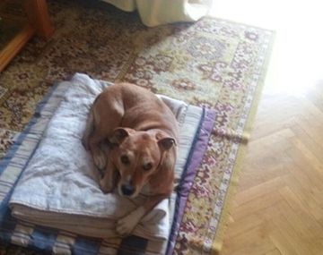 Lanzan campaña para evitar matar al perro de española contagiada