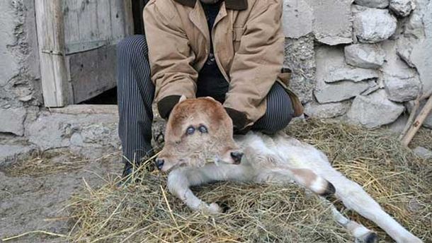 Una vaca dio a luz a un ternero de dos cabezas