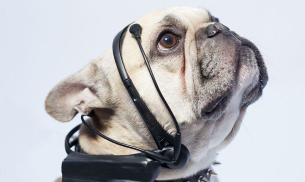 No more woof promete traducir los pensamientos de los perros