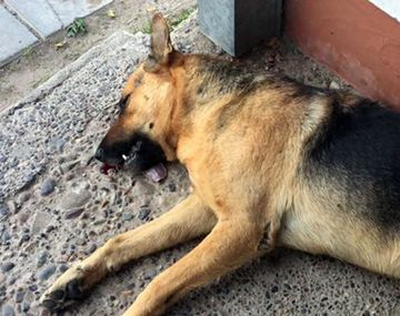 Tommy murió tras ser atropellado en Neuquén