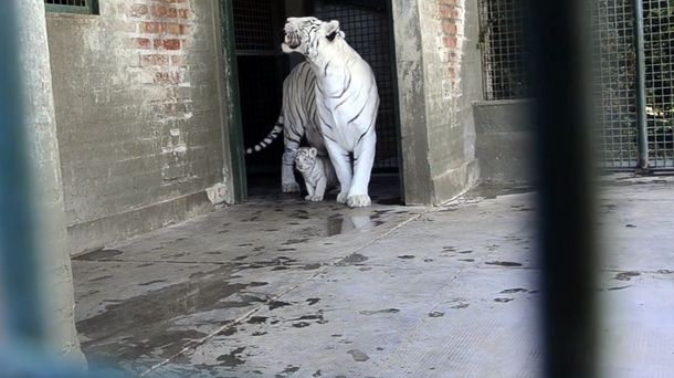 Conocé a los cuatro tigres de bengala que nacieron en Río Negro