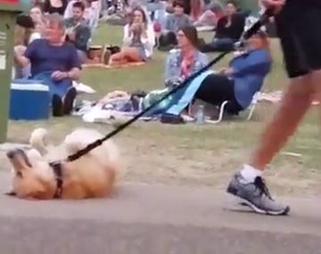 Un perro que no quería irse de la plaza se volvió viral