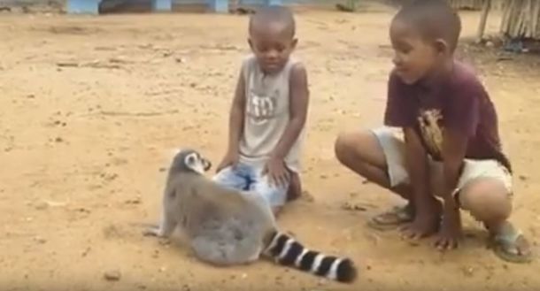 VIDEO: Un cariñoso lemur pide que no lo dejen de acariciar