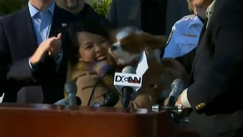 la enfermera se reencontro con su perro la enfermera se reencontro con su perro