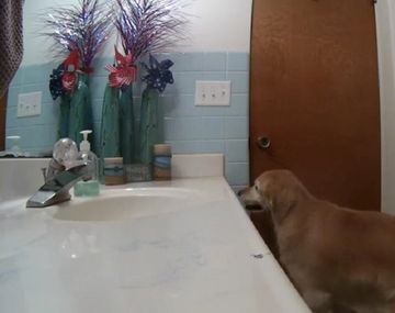 El video de un perro escondiéndose en el baño que es furor