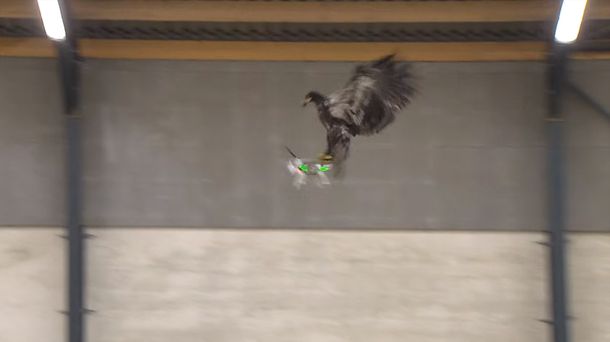 La policía holandesa entrena águilas para cazar drones