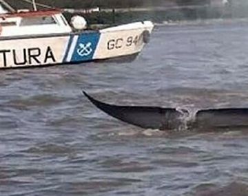 Apareció una ballena en el Río Paraná