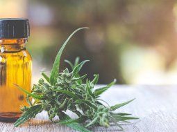 Presentan proyecto para crear Registro Provincial del Cannabis y Agencia Provincial de Cannabis