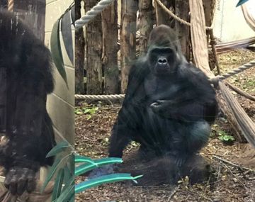 Creen que se escapó una hembra llamada Kumbuka