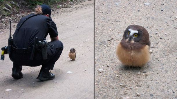 Tensión en una ruta por un pichón de lechuza que le hizo frente a la Policía