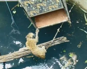 Dramático rescate de un leopardo que se había caído a un pozo en India
