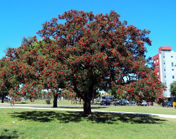 El árbol del ceibo, tiene a la flor nacional de la Argentina