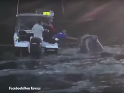 Una ballena pide ayuda para que le saquen un plástico de la boca