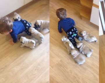El líder de la manada: un bebé es objeto de adoración de sus cachorros de pug