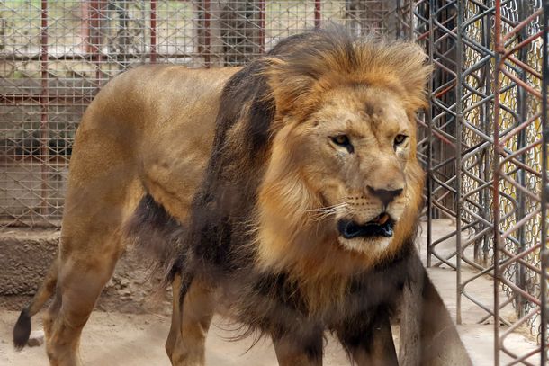Esta es la leona que se murió en el zoológico