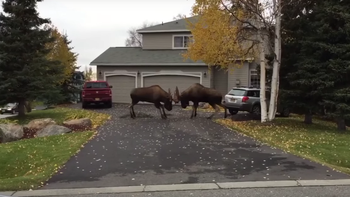 dos grandes alces se pelean en alaska en la puerta de una casa dos grandes alces se pelean en alaska en la puerta de una casa