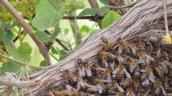 abejas asesinas en santiago del estero abejas asesinas en santiago del estero