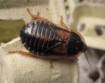 Descubren por qué las cucarachas son inmunes al cebo