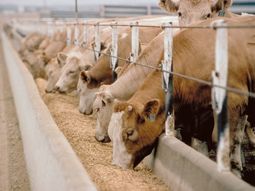 argentina podra exportar carne premium a ue argentina podra exportar carne premium a ue