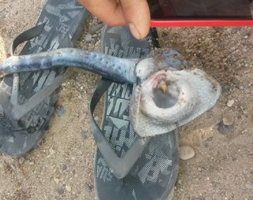 Extraño animal marino en Neuquén