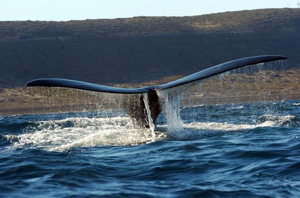 Ballenas en Puerto Madryn