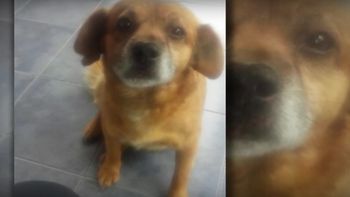 Degollaron a un perro en Córdoba Degollaron a un perro en Córdoba