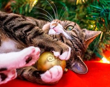 Tips para evitar que gatos arruinen el árbol de Navidad