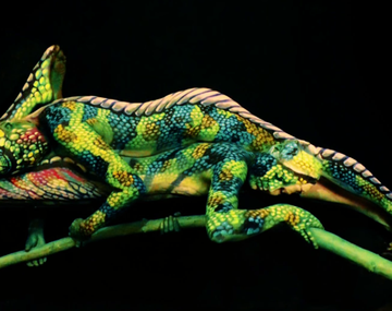 ¿Qué se esconde detrás de este extraño camaleón?