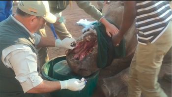 logran salvar a una rinoceronte despues de que le cortaran sus cuernos logran salvar a una rinoceronte despues de que le cortaran sus cuernos